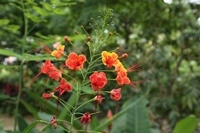 tropische Blume